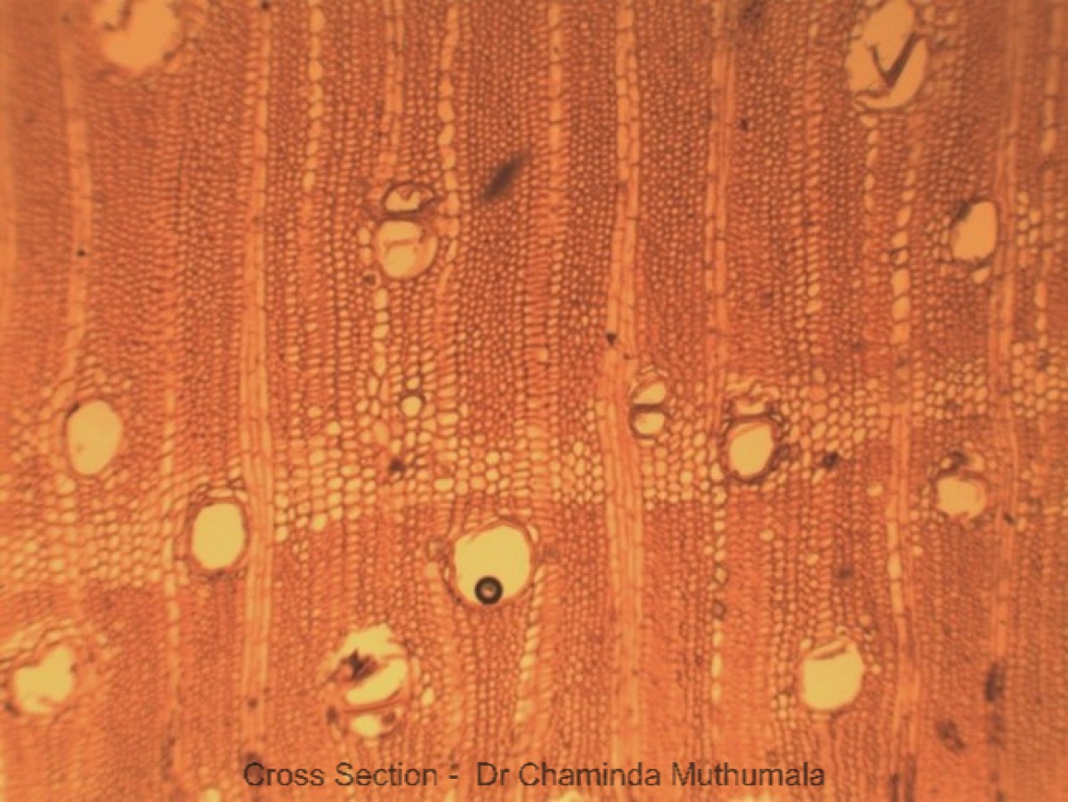 Swietenia macrophylla King